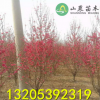 批發(fā)供應(yīng)龍珠碧桃 大紅花 山東碧桃種植基地 規(guī)格齊全 3 5 10公分