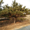 基地直銷園林綠化苗木黑松樹苗，黑松造型盆景，15公分黑松價格。