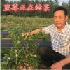 藍莓樹苗 藍莓苗 盆栽果樹苗 兔眼 北方南方種植當年結果