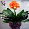 批發君子蘭 君子蘭小苗陽臺植物室內高檔盆栽盆景君子蘭花