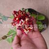 批發(fā)庭院盆栽地栽觀花花卉植物綠植 月季玫瑰流星雨 花苗帶花苞