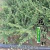 鋪地蜈蚣平枝荀子 平枝栒子 平直花苗 鋪地蜈蚣