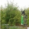 雪松基地出售一批2-4米優質雪松 龍柏 江蘇雪松