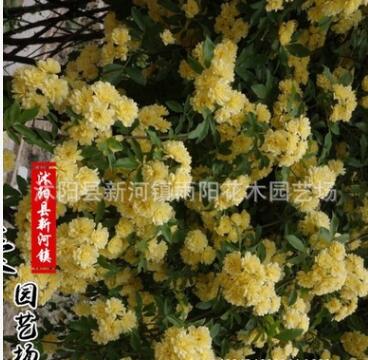 黃白木香花苗爬藤植物盆栽七里香苗陽(yáng)臺(tái)攀援綠植薔薇花苗庭院花卉