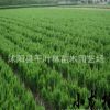 龍柏苗 龍柏樹苗 造型 柏四季常青耐寒 苗圃直銷量大從優(yōu)
