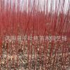 供應(yīng)耐寒花苗 綠化小苗 紅馬球,紅瑞木，規(guī)格齊全