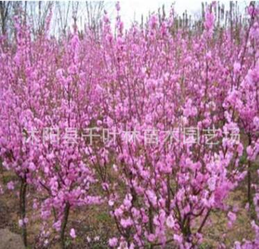 特價供應榆葉梅，各類梅花，自產自銷苗圃直銷