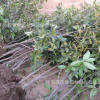 園林綠化苗大桂花樹濃香型金桂丹桂八月飄香庭院植物花卉實景拍攝