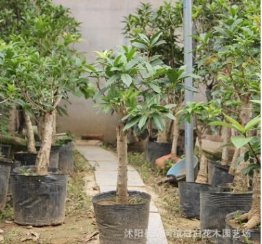 耐寒品種 嫁接桂花樹苗 桂花盆栽 地栽苗 四季桂 金桂丹桂沉香桂