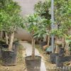 耐寒品種 嫁接桂花樹(shù)苗 桂花盆栽 地栽苗 四季桂 金桂丹桂沉香桂