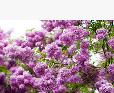 四季丁香花苗 庭院/盆栽植物 丁香花樹苗 320天循環開花 香飄十里
