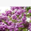 四季丁香花苗 庭院/盆栽植物 丁香花樹(shù)苗 320天循環(huán)開(kāi)花 香飄十里