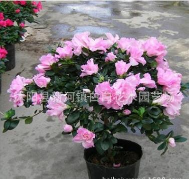 西洋比利時杜鵑 四季杜鵑花苗 植物盆栽 客廳觀花花卉 帶花苞發貨