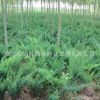 批發工程綠化苗木地柏苗 庭院花壇公園綠化四季常青鋪地柏小苗