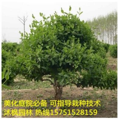 金銀花苗 金銀花盆景苗 1-5公分金銀花 規格齊全
