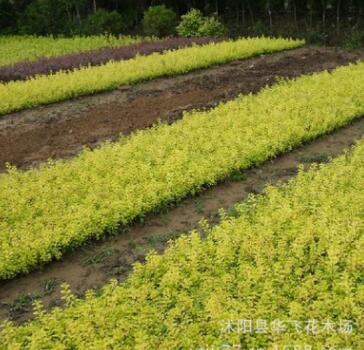 金葉女貞 金葉女貞小苗 金葉女貞球 花卉苗木批發(fā)