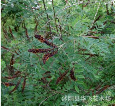 紫穗槐 紫穗槐小苗 叢生紫穗槐 園林綠化苗木 防沙固坡植物批發(fā)
