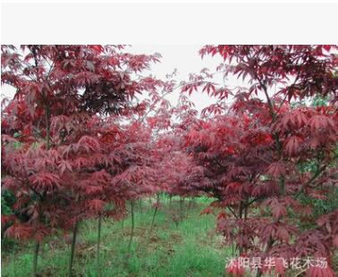 紅楓 紅楓樹 日本紅楓 美國(guó)紅楓小苗 園林植物批發(fā)