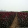 基地批發(fā)速生紫葉李樹苗 規(guī)格齊全 綠化工程苗木 紅葉李 根系發(fā)達(dá)