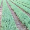 基地批發(fā)速生紫葉李樹苗 規(guī)格齊全 綠化工程苗木 紅葉李 根系發(fā)達(dá)