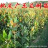 批發(fā)庭院高檔植物廣玉蘭樹(shù)苗嫁接廣玉蘭小苗速生廣玉蘭苗綠化苗木