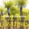 5公分國槐、6公分國槐、8公分國槐
