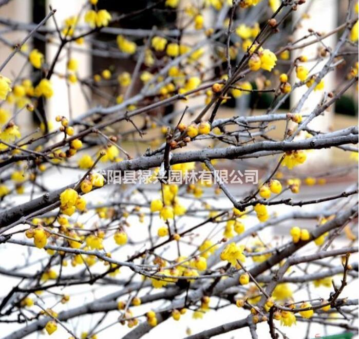 臘梅市場價(jià) 臘梅價(jià)格 臘梅圖片 臘梅種植基地 江蘇臘梅