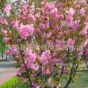 櫻花苗批發(fā) 美化苗木 規(guī)格齊 嫁接櫻花樹(shù)苗
