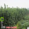 批發(fā)工程綠化苗木黃楊苗 北海道黃楊小苗四季常青綠化苗 規(guī)格齊全