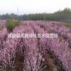 櫻花價格_櫻花圖片_櫻花產地_櫻花綠化苗木苗圃基地