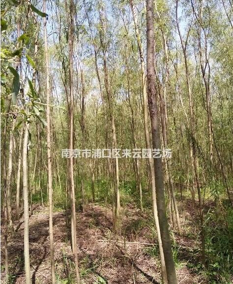 垂柳價(jià)格信息，垂柳苗木基地，垂柳價(jià)格報(bào)價(jià)參考