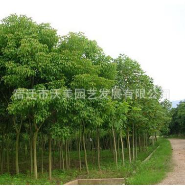 批發重陽木樹苗批發 規格齊全 重陽木價格 耐寒耐旱 重陽木苗