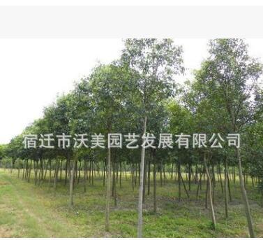 優質綠化工程苗 高桿女貞苗 常綠喬木 四季常青 大葉女貞苗出售