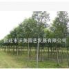 優質綠化工程苗 高桿女貞苗 常綠喬木 四季常青 大葉女貞苗出售