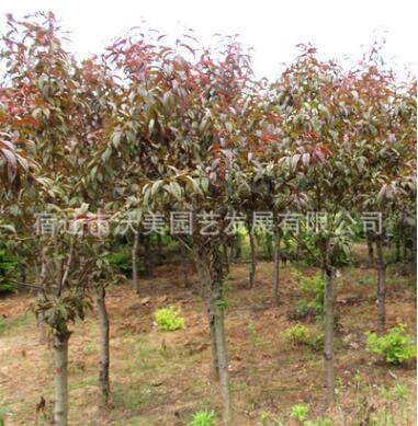 紅葉碧桃苗圃基地 紅葉碧桃批發 園林綠化觀花桃樹苗包成活