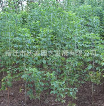 基地批發金葉復葉槭 復葉槭小苗 規格全 復葉槭價格 綠化工程小苗