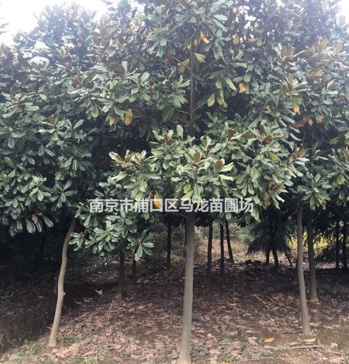 南京廣玉蘭行情 廣玉蘭價(jià)格比較 廣玉蘭圖片 江蘇廣玉蘭報(bào)價(jià)