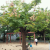欒樹