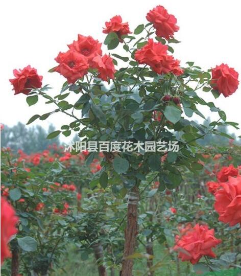 供應3公分月季樹 4公分高桿月季樹 5公分高桿月季樹