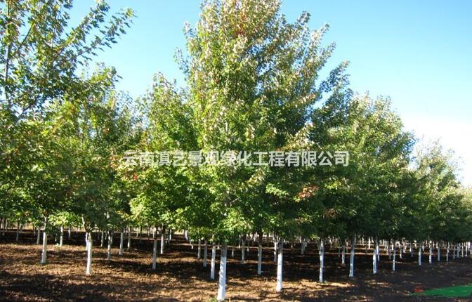 北美紅楓；美國紅楓（秋火焰）