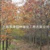 納塔櫟圖片17
