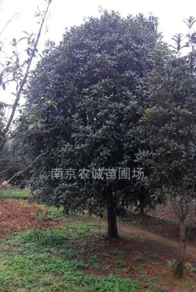桂花球價格，精品桂花球價格，3米桂花球價格