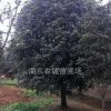 桂花球價格，精品桂花球價格，3米桂花球價格