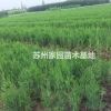 小龍柏