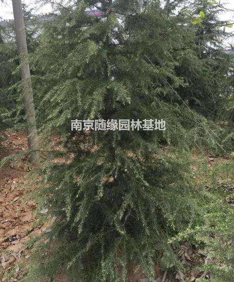 南京雪松樹苗價格表/雪松樹苗價格詳情