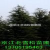 7米雪松價格8米雪松價格