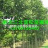 南京地區(qū)大葉女貞價(jià)格2017行情參考