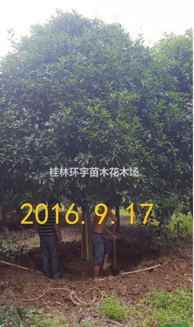 批發２５公分桂花樹
