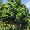 廣西歐洲火焰木價(jià)格 南寧歐洲火焰木報(bào)價(jià) 各種規(guī)格歐洲火焰木