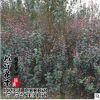 供應(yīng)速生紫葉李 速生紅葉李 紅葉李批發(fā) 各種規(guī)格齊全